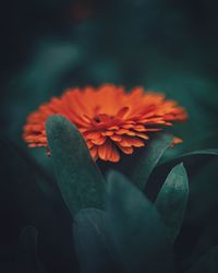 Close-up of orange rose flower