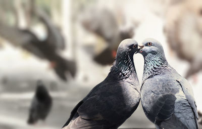 Close-up of pigeon perching