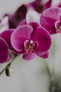 Close-up of pink orchids