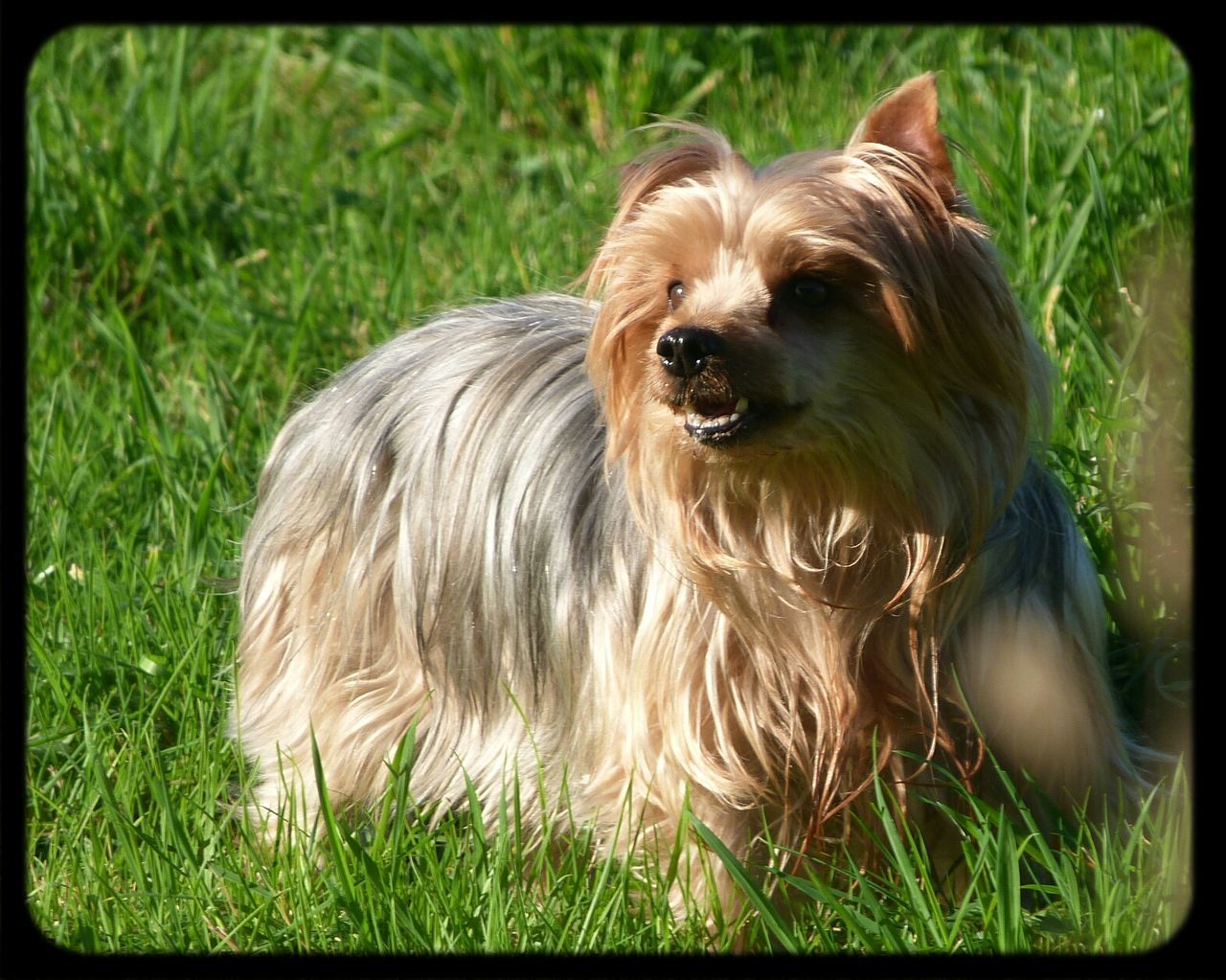 dog, pets, domestic animals, one animal, grass, transfer print, animal themes, mammal, field, auto post production filter, animal hair, grassy, close-up, animal head, day, outdoors, no people, growth, portrait, nature