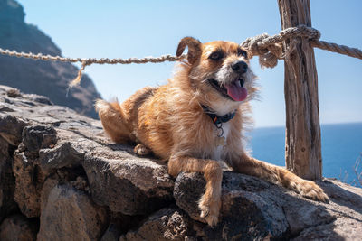 Dog relaxing on rock against sky