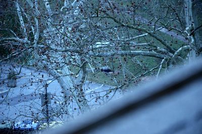 Close-up of horse on tree