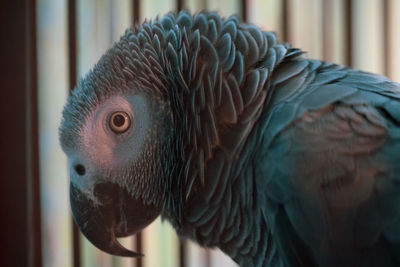 Close-up of parrot in cage