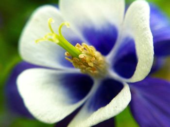 Macro shot of flower