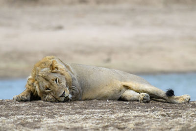 Lion resting on the edge of a river.