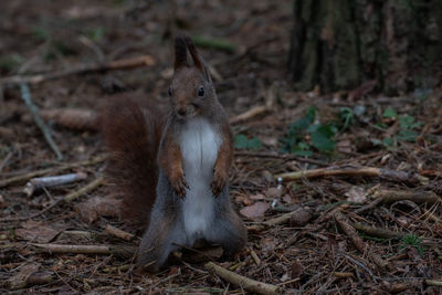 Squirrel on a field