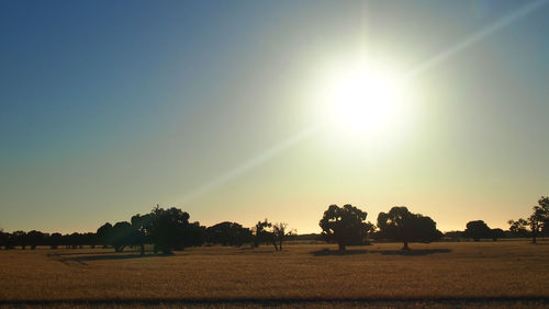 Silhouette trees on field against sky at sunset