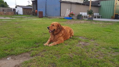 Dog on grass