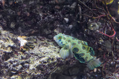 Close-up of lizard on rock