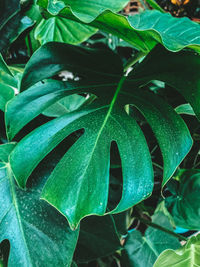 Close-up of raindrops on leaves