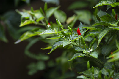 Close-up of insect on plant