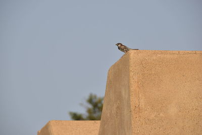 Low angle view of bird on wall against clear sky