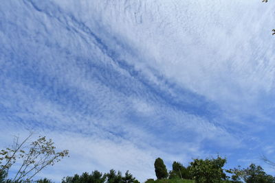 Low angle view of trees against blue sky