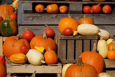 Large group of pumpkins in market during autumn