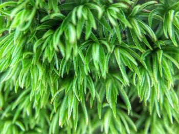 Full frame shot of green leaves