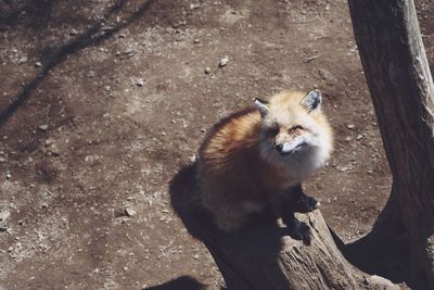 Squirrel on tree trunk