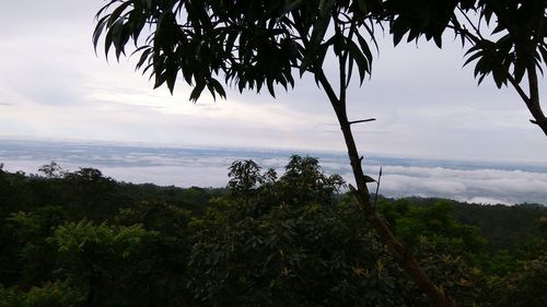 Trees growing in forest against sky