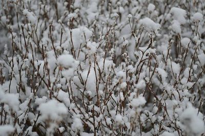 Scenic view of snow covered field