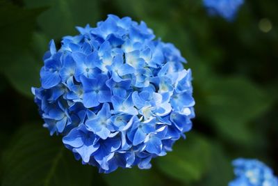 Close-up of blue hydrangea blooming outdoors