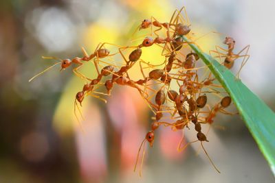 Close-up of weaver ants colony on leaf 
