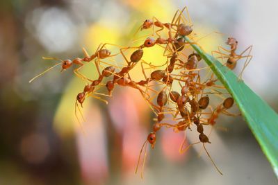 Close-up of ant on plant