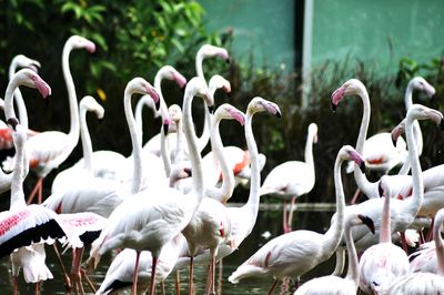 Close-up of swans