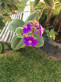 Close-up of flowers blooming outdoors