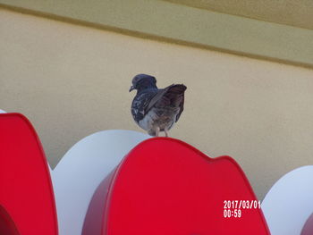 Bird perching on red outdoors