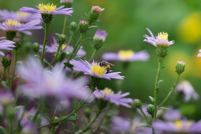 Close-up of butterfly on purple flowers