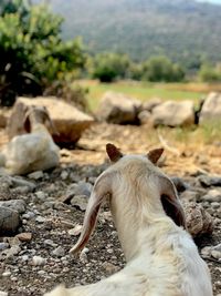 Dog on a land