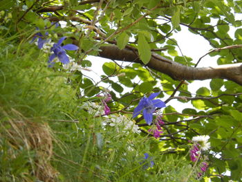 Close-up of purple flowers blooming on tree