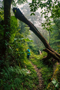 Rear view of man standing in forest