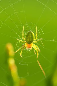 Close-up of spider on web