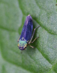 Close-up of insect on leaf