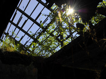 Low angle view of flowering tree by building against sky