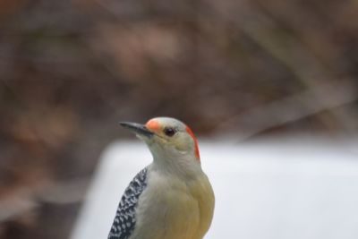 Close-up of bird perching