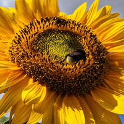 Extreme close-up of insect on sunflower