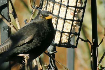 Close-up of bird perching on branch