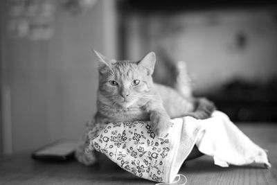 Close-up portrait of a cat