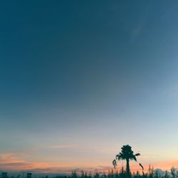 Palm trees against sky during sunset