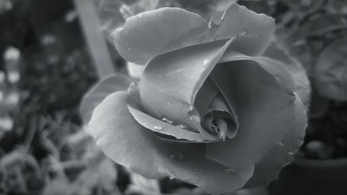 Close-up of rose