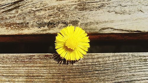 Close-up of yellow flower