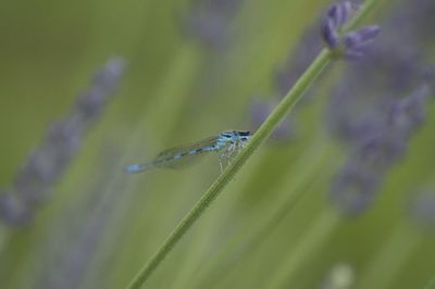 Close-up of damselfly on leaf