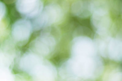 Full frame shot of plants