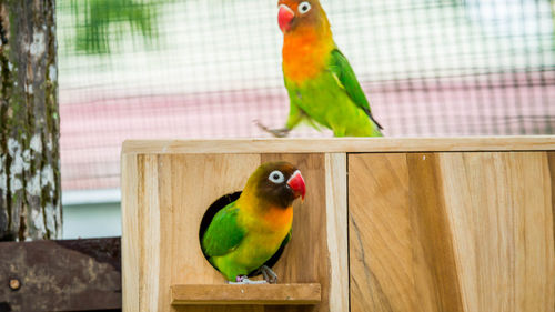 Parrot in cage