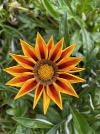 Close-up of orange flower