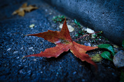 High angle view of maple leaf on wet leaves