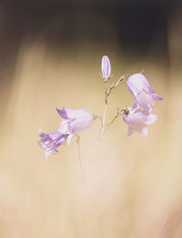 Close-up of purple flower