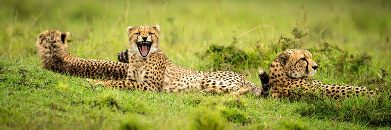 Panorama of three cheetahs lying on grass