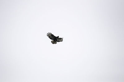 Low angle view of bird flying in the sky